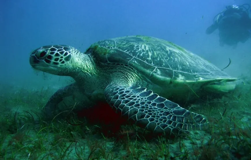 Snorkeling Trip Marsa Alam & Sharm