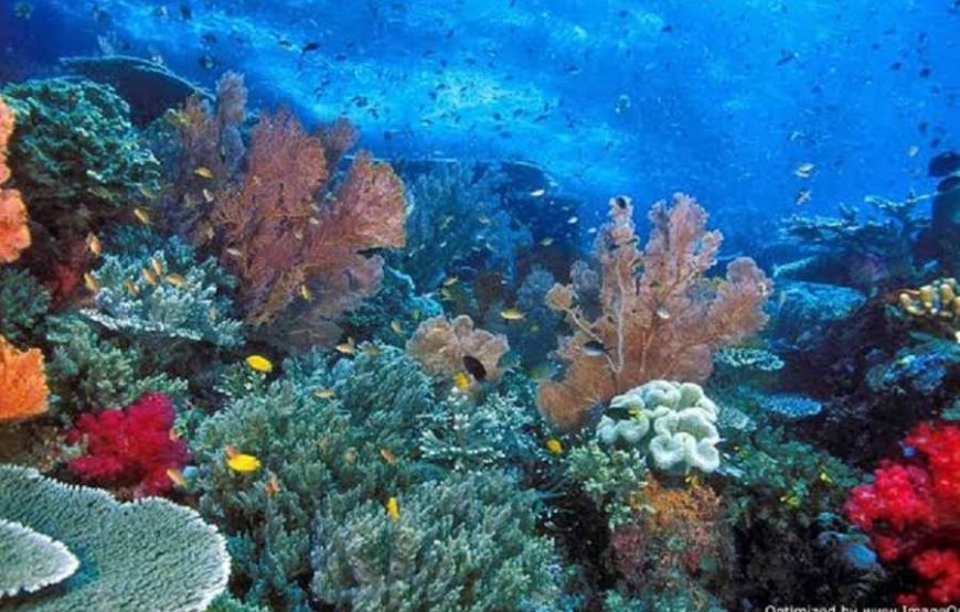 Blue Hole & Dahab walking along sea side Experience