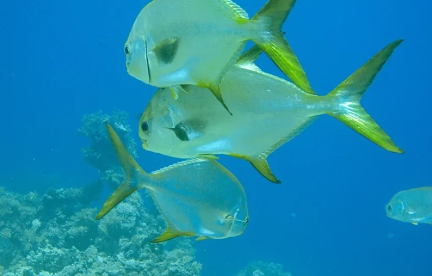 Snorkeling Trip Marsa Alam & Sharm
