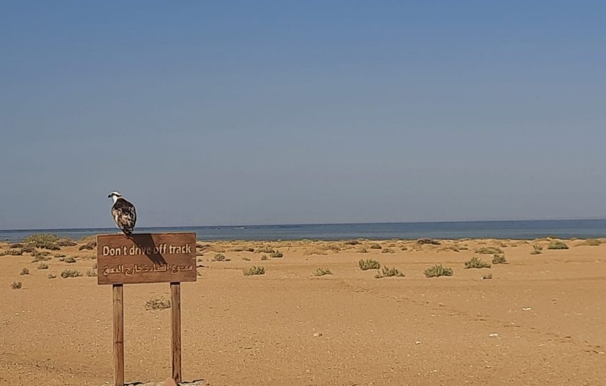 Ras Mohamed Sharm Elsheikh