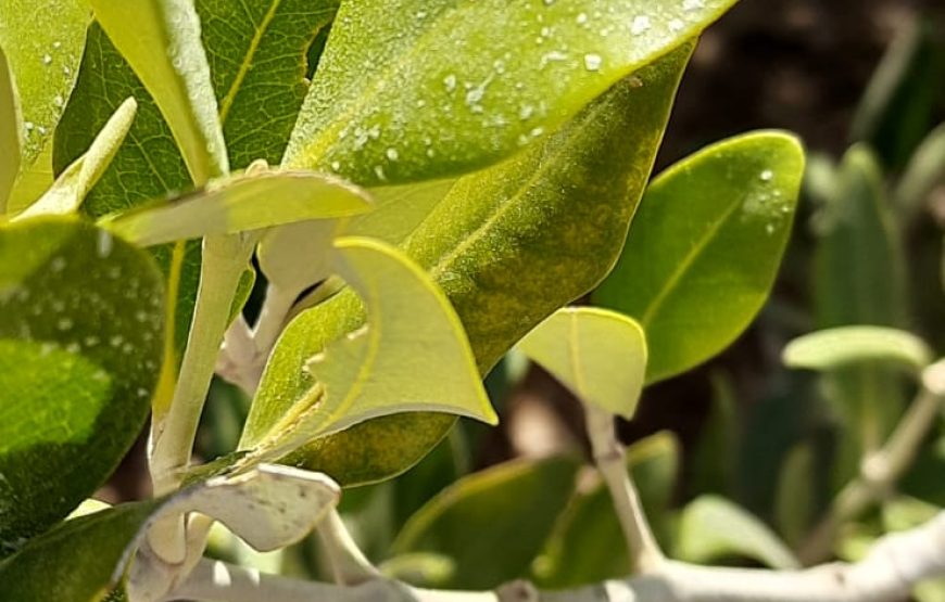 Ras Mohamed Sharm Elsheikh