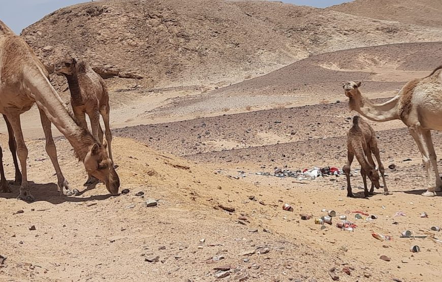 Ras Mohamed Sharm Elsheikh