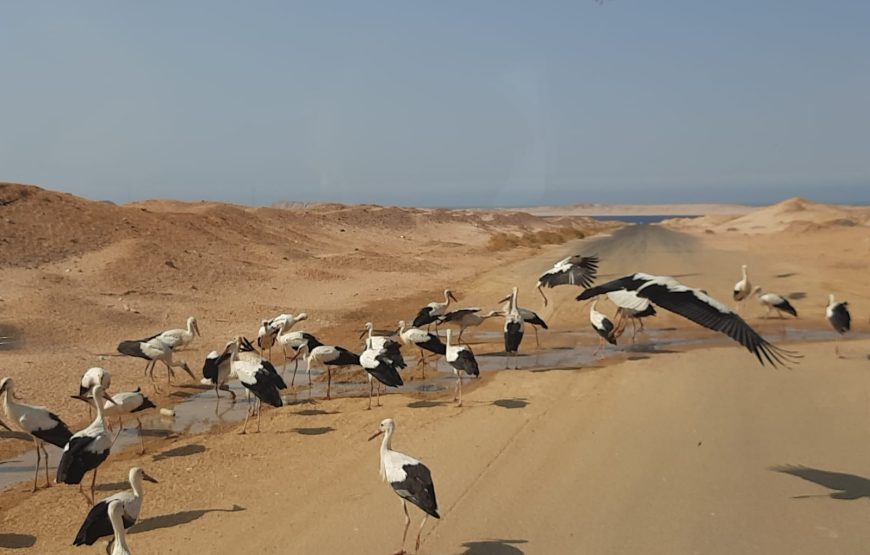 Ras Mohamed Sharm Elsheikh