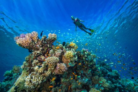 Snorkeling Trip Marsa Alam & Sharm