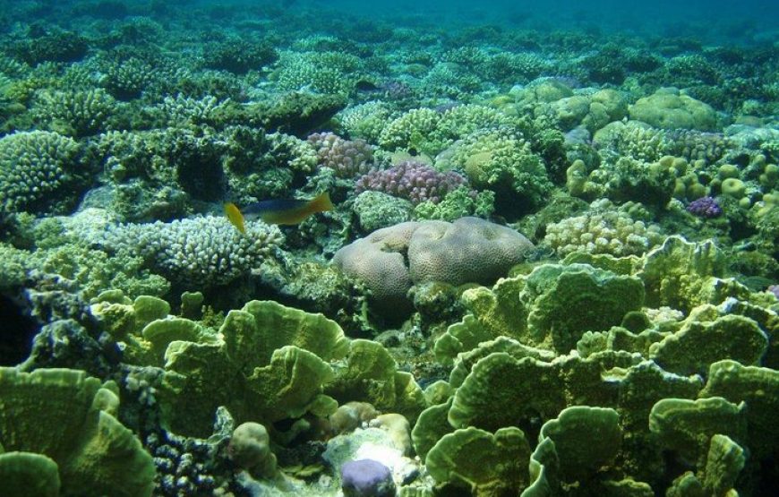 Blue Hole & Dahab walking along sea side Experience
