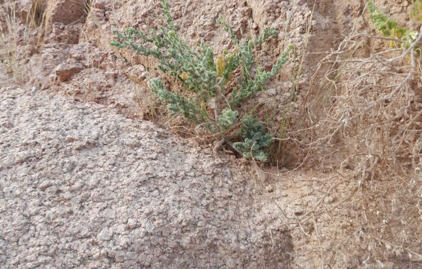 Mini safari by jeep da 4×4