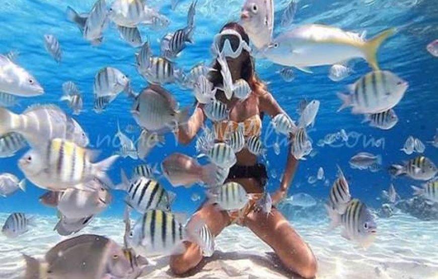 Snorkeling Trip  Sharm Elsheikh