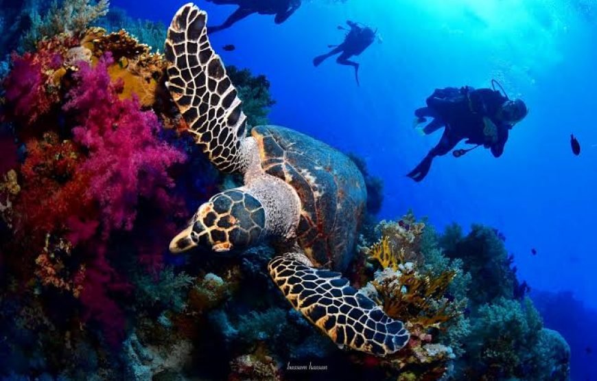 Snorkeling Trip  Sharm Elsheikh